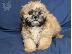 PoulaTo: Ανδρικά και θηλυκά κουτάβια Shih tzu